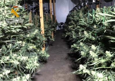 Imagen secundaria 1 - Detalle de las plantas aprehendidas. 