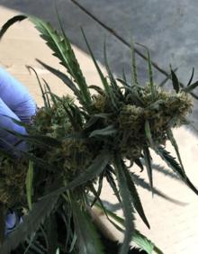 Imagen secundaria 2 - Detalle de las plantas aprehendidas. 