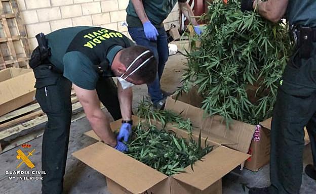 Desmantelado en Haro el mayor laboratorio cubierto de marihuana de La Rioja