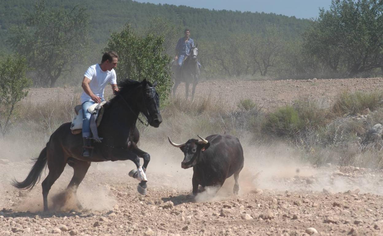 Una de las vacas con un aficionado a caballo en una finca junto a la carretera nacional 123.