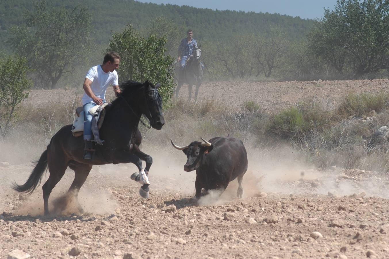 Fotos: La entrada de reses bravas de Valverde, en imágenes