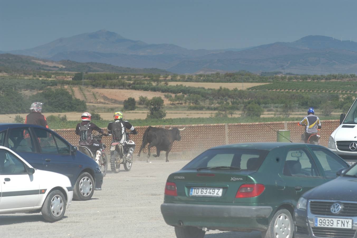 Fotos: La entrada de reses bravas de Valverde, en imágenes