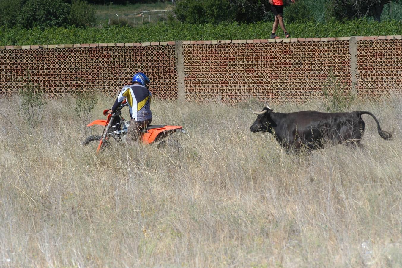 Fotos: La entrada de reses bravas de Valverde, en imágenes