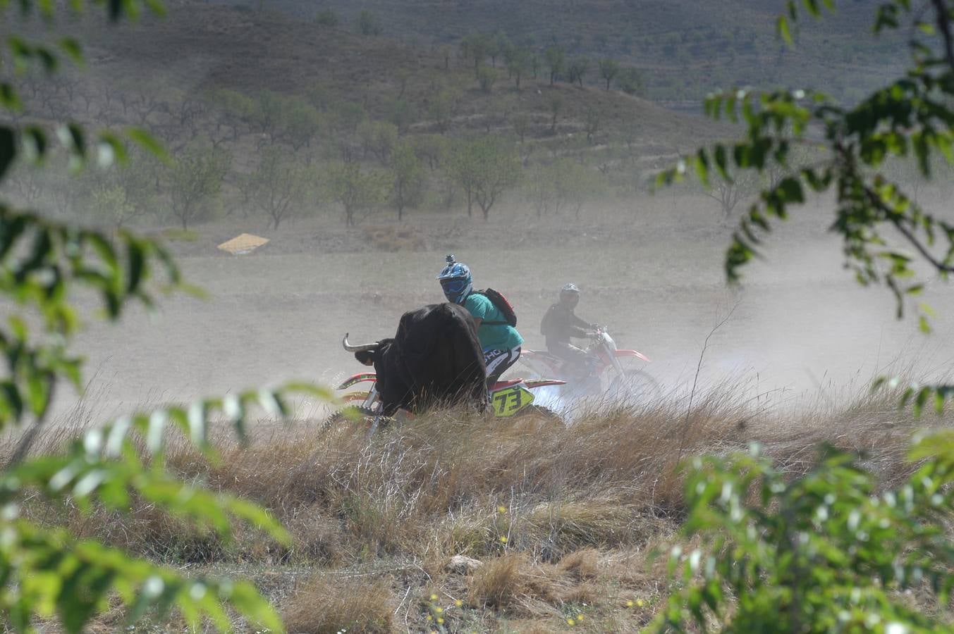 Fotos: La entrada de reses bravas de Valverde, en imágenes