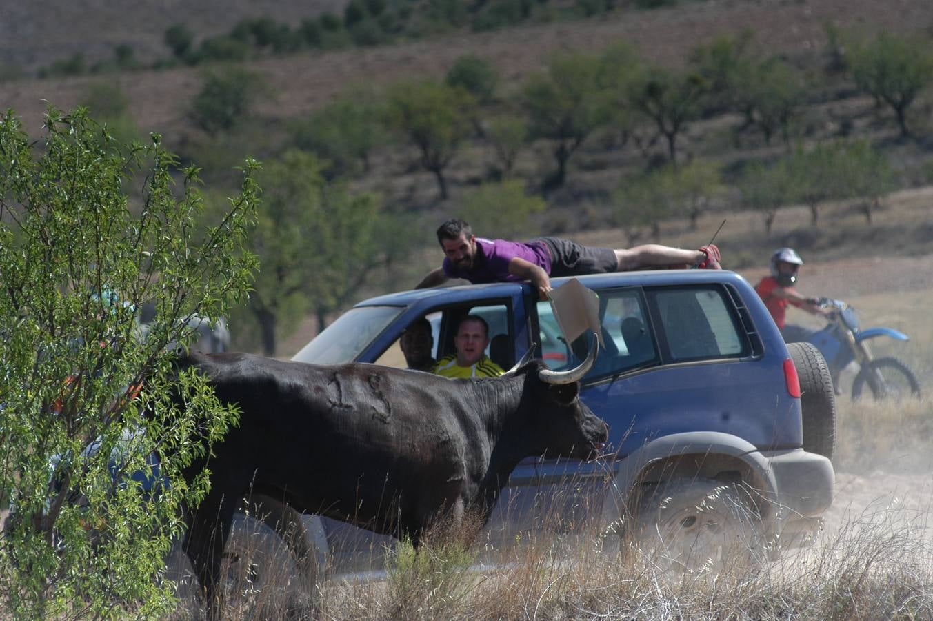 Fotos: La entrada de reses bravas de Valverde, en imágenes