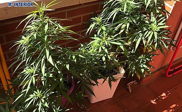 Imagen principal - Detalle de las sustancias inacutadas. 