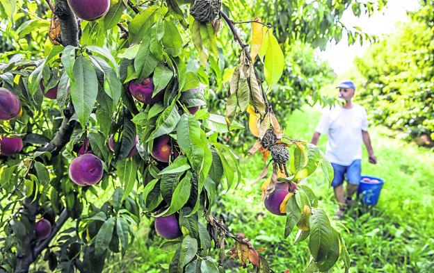 Imagen tomada en una finca dedicada al cultivo de melocotones en Alberite. 