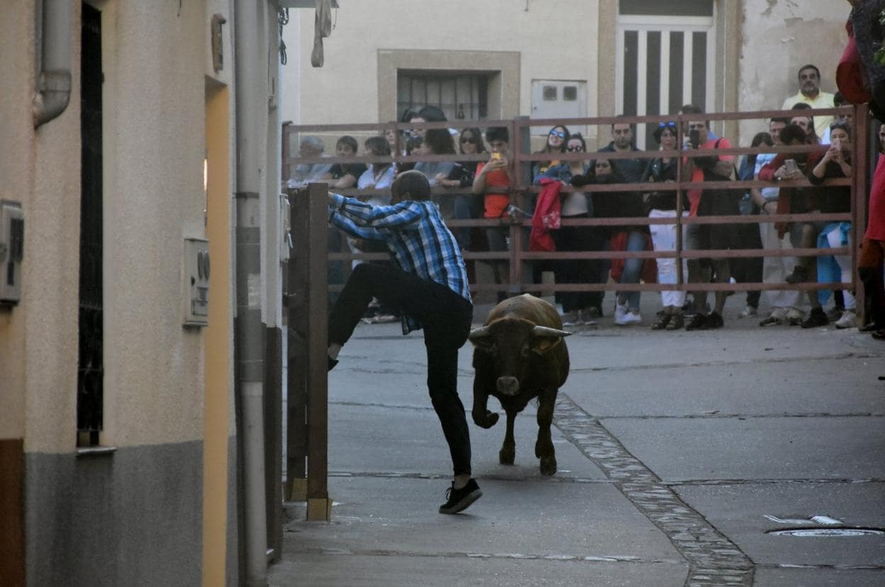 Las vacas vuelven a Grávalos