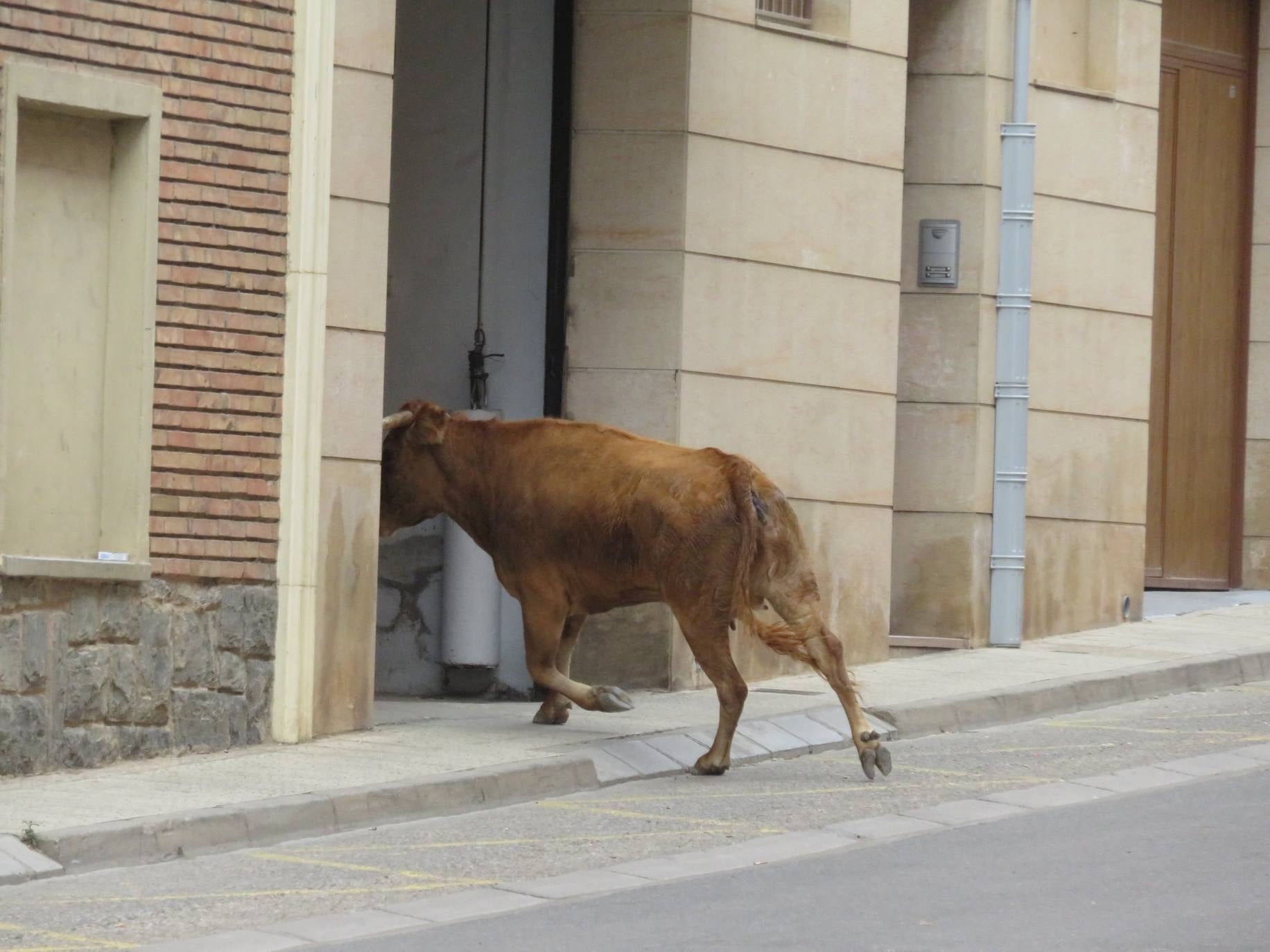 Fotos: Encierro limpio en el cuarto día de fiestas en Alfaro