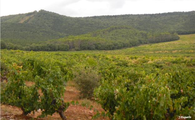 Imagen principal - Dehesa de Navarrete, una isla de bosque entre un mar de viñedos