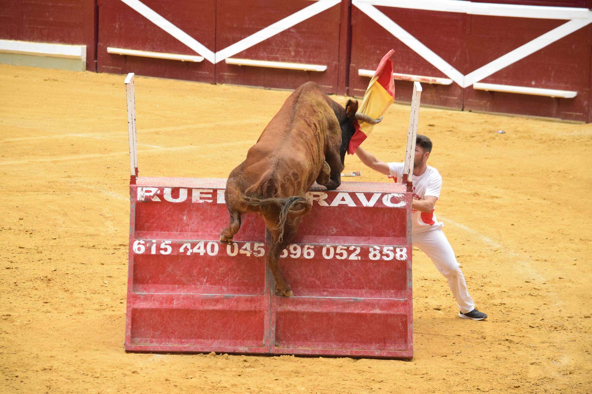Miércoles de vaquillas en La Ribera