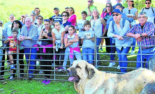 Exhibición. Muestra de perros mastines durante la XV Fiesta de la Trashumancia.