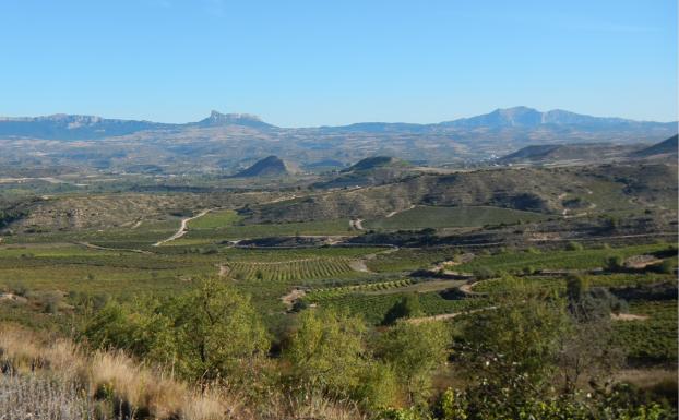 Imagen principal - Paisaje entre Logroño y Fuenmayor, Palacio de la Real Junta de Cosecheros y camino asfaltado