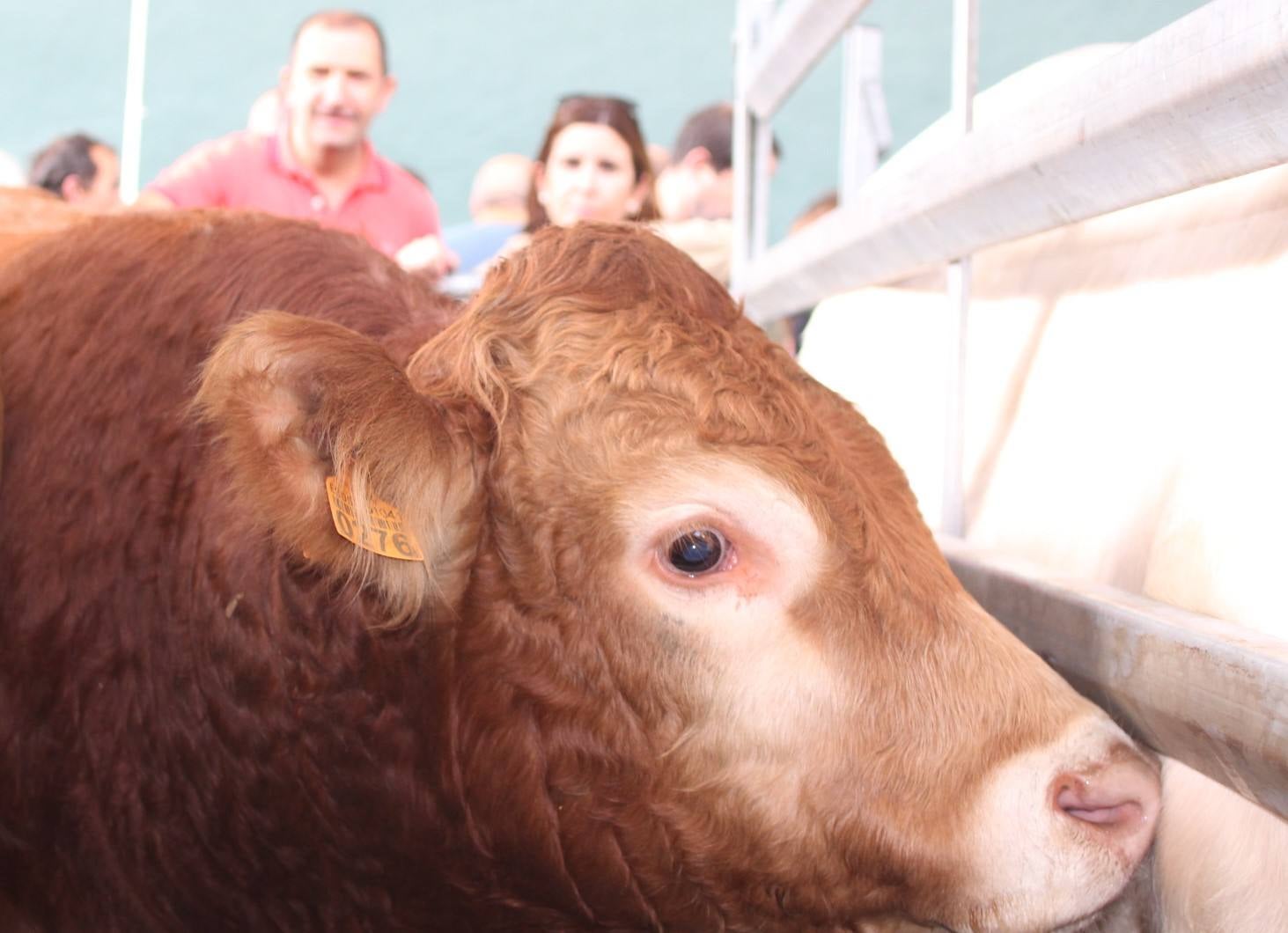 Ganaderos de múltiples provinicias se han dado cita en la localidad camerana. 