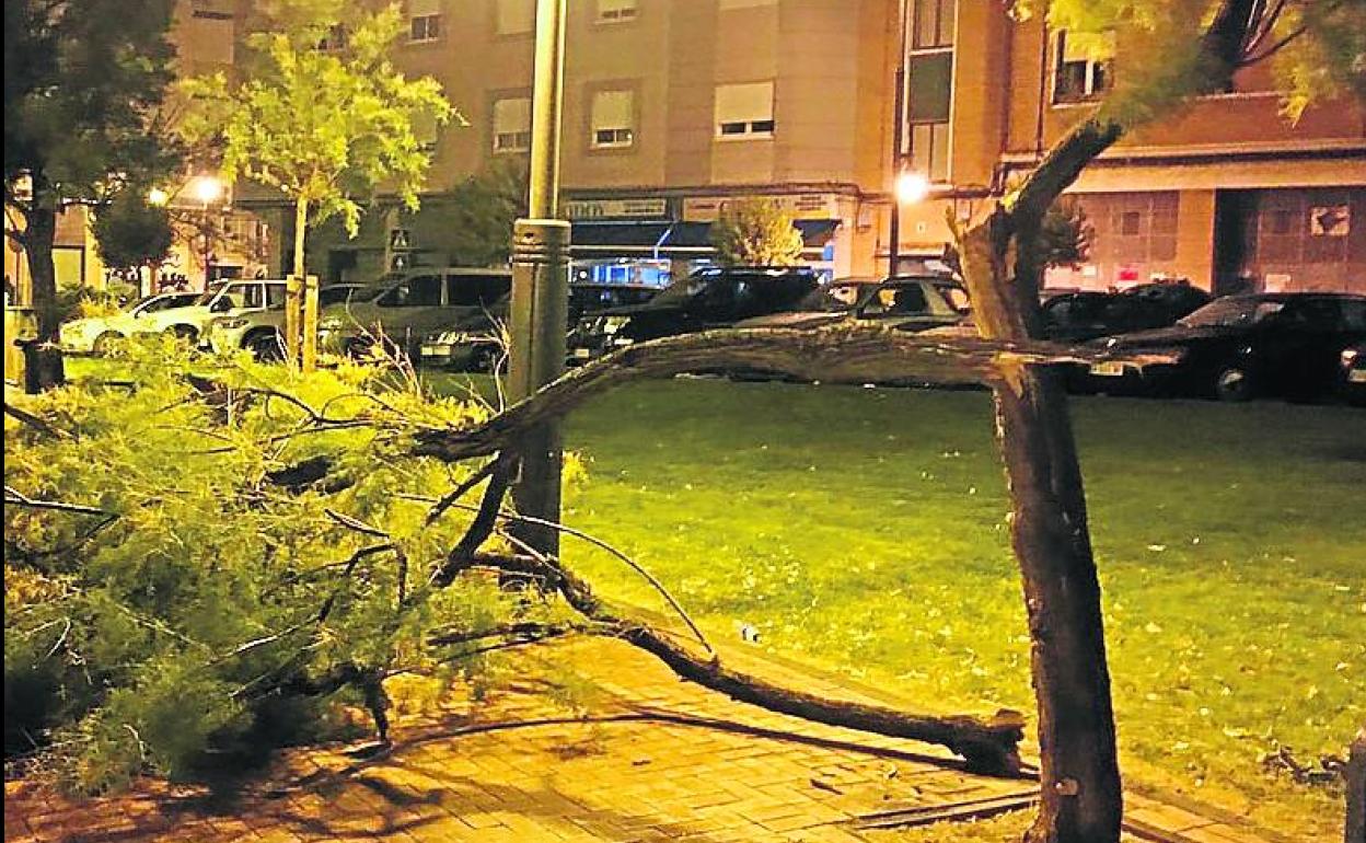 Un árbol roto por el viento en avenida de Bailén este lunes, en Logroño