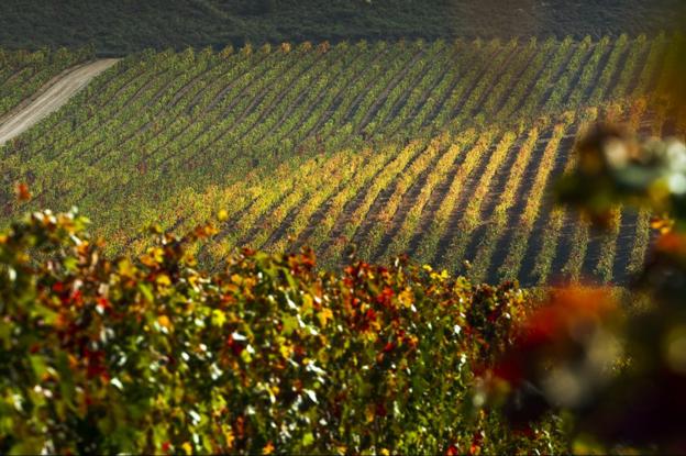 Espectacular imagen de archivo de unos viñedos en el término municipal de Ceniceros, entrado ya el otoño. :: justo rodríguez