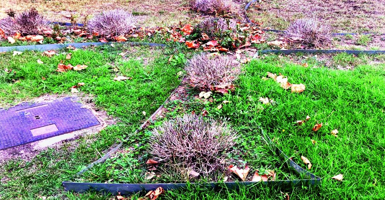 Estado actual de los jardines interiores del cementerio de la localidad de Santo Domingo de la Calzada. 