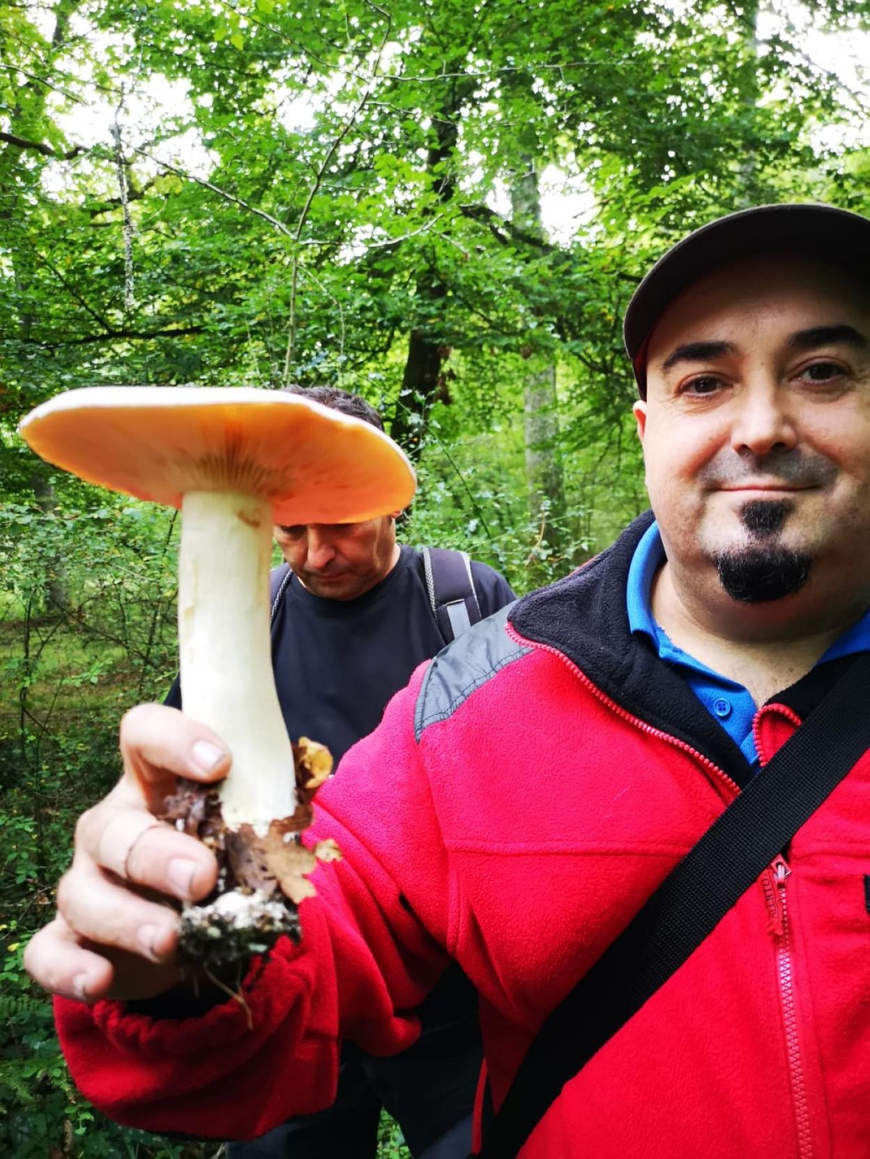 Juan Cruz muestra una 'entoloma lividum', una seta tóxica, que se confunde con la comestible 'pardilla'.