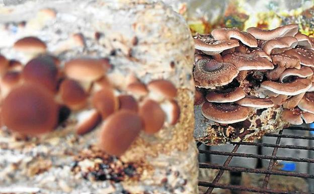 Ejemplares de las shiitake. 