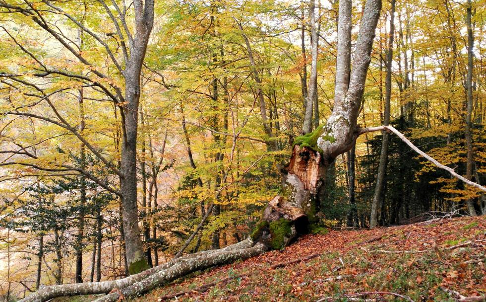 Convivencia natural. Las hayas, vestidas con los colores otoñales y, entre ellas, la silueta de los tejos oscuros creciendo en su sotobosque. 