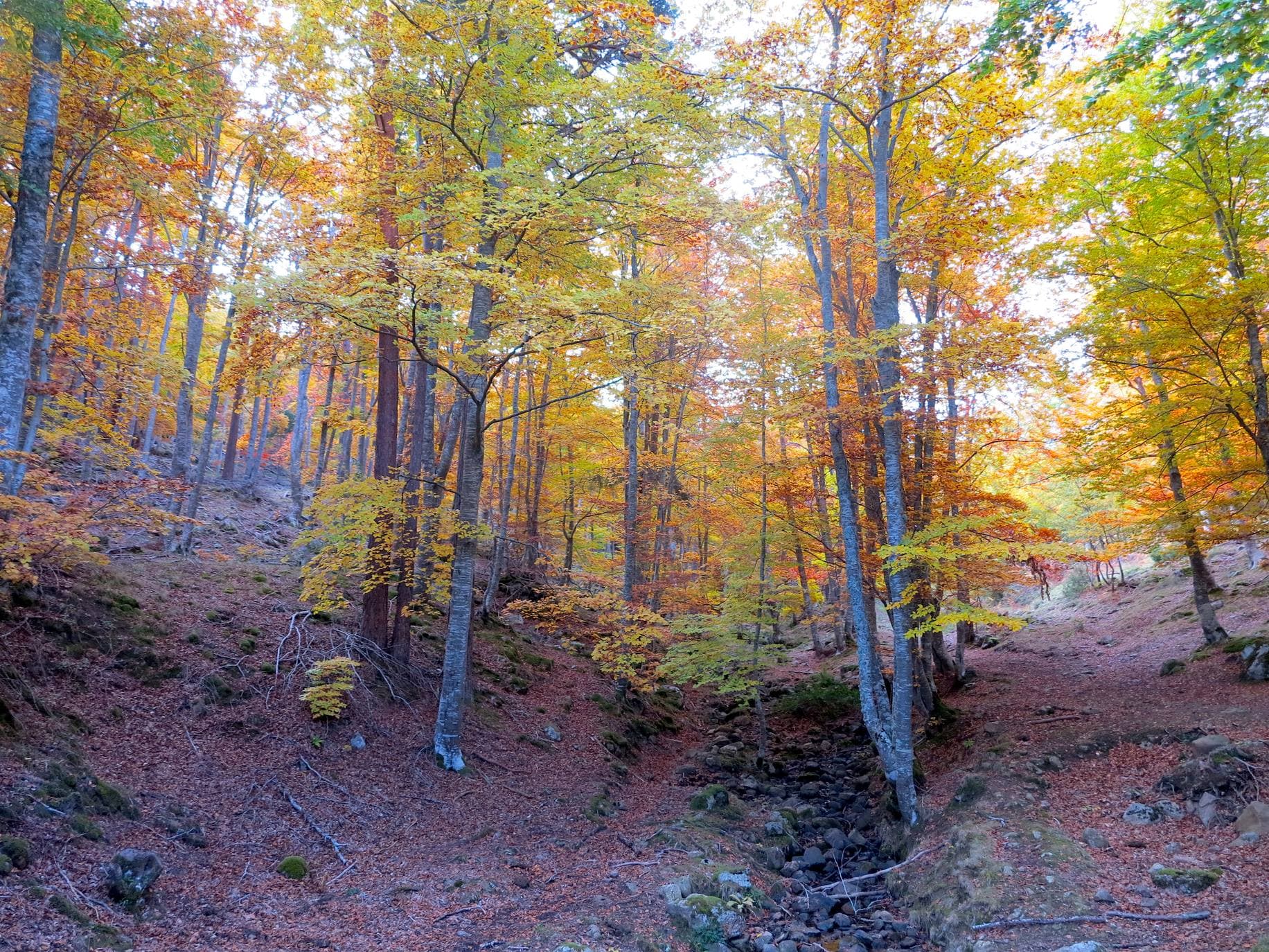 Con el temporal arreciando, el otoño da sus últimos suspiros en los Cameros riojanos dejando como testimonio bonitas estampas de bosques encendidos en llamativos colores. Un lujo para el paseo y la fotografía