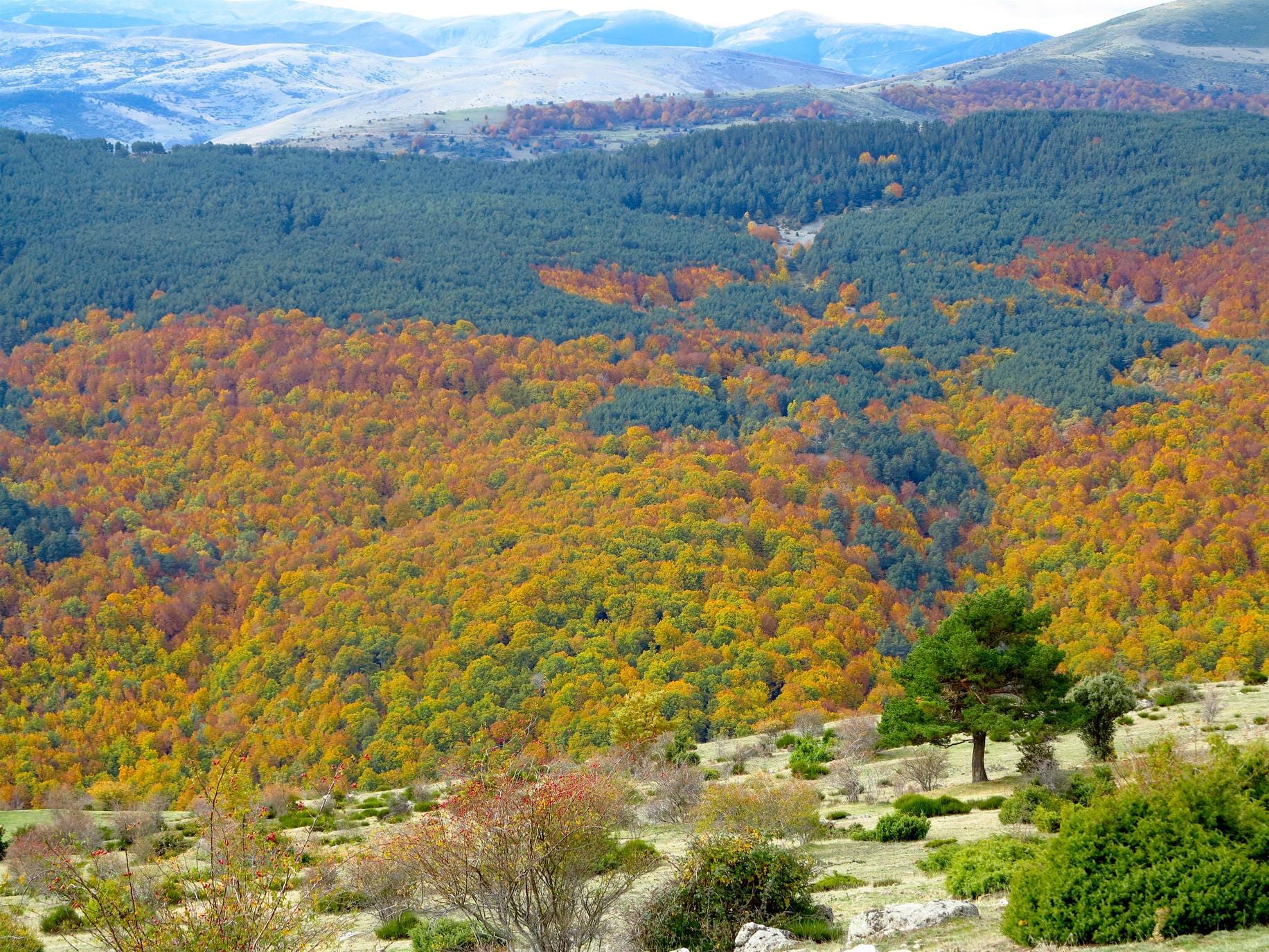 Con el temporal arreciando, el otoño da sus últimos suspiros en los Cameros riojanos dejando como testimonio bonitas estampas de bosques encendidos en llamativos colores. Un lujo para el paseo y la fotografía