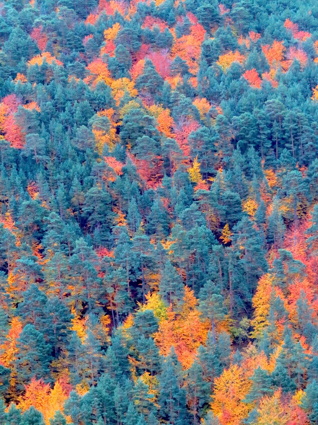 Con el temporal arreciando, el otoño da sus últimos suspiros en los Cameros riojanos dejando como testimonio bonitas estampas de bosques encendidos en llamativos colores. Un lujo para el paseo y la fotografía