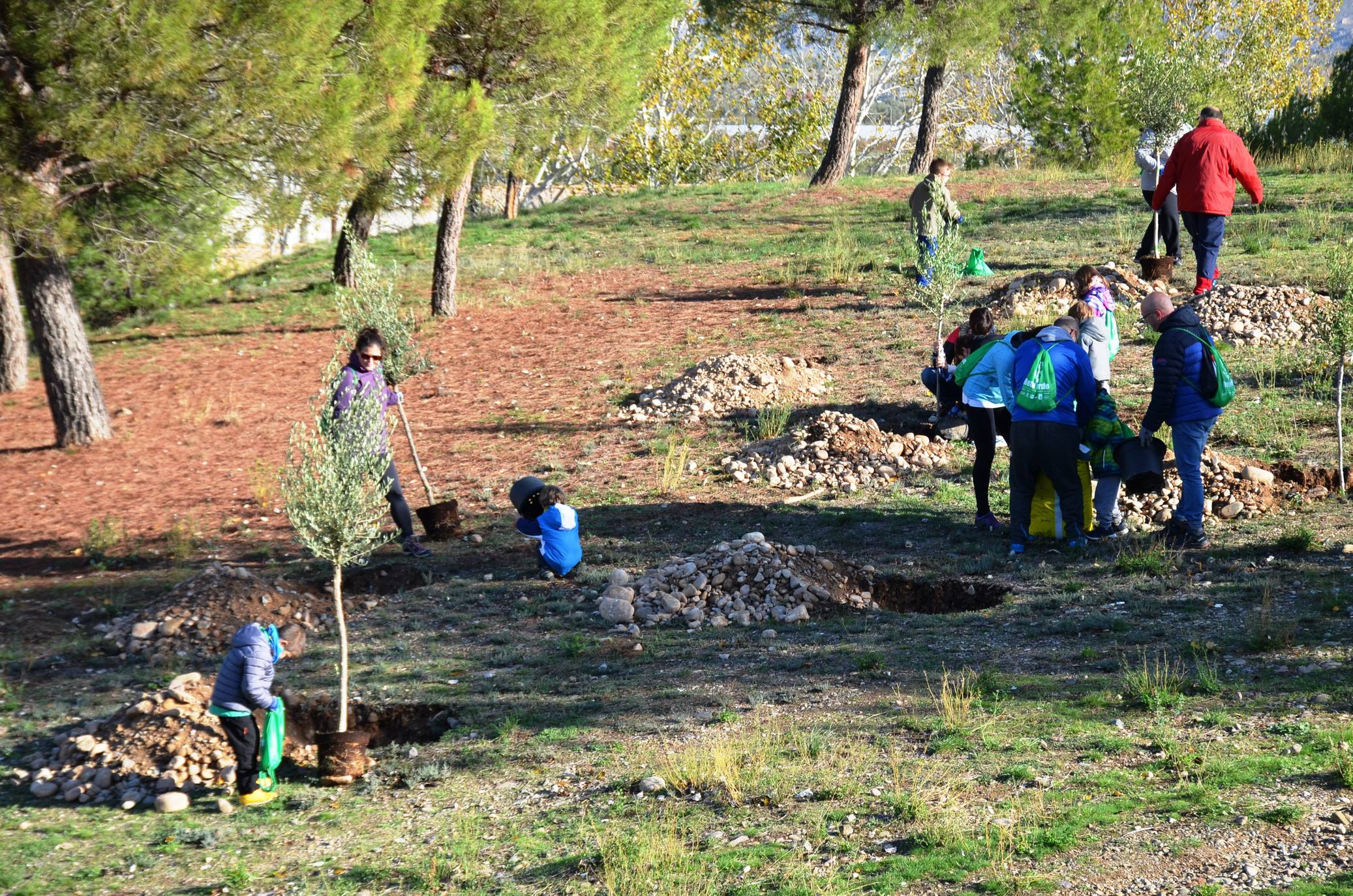 Numerosos grupos de amigos y familias plantaron los árboles en una ladera de la carretera de Murillo