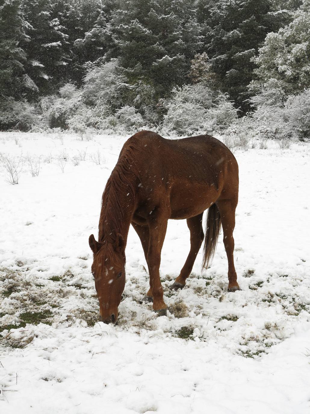 Fotos: Nieve en El Rasillo