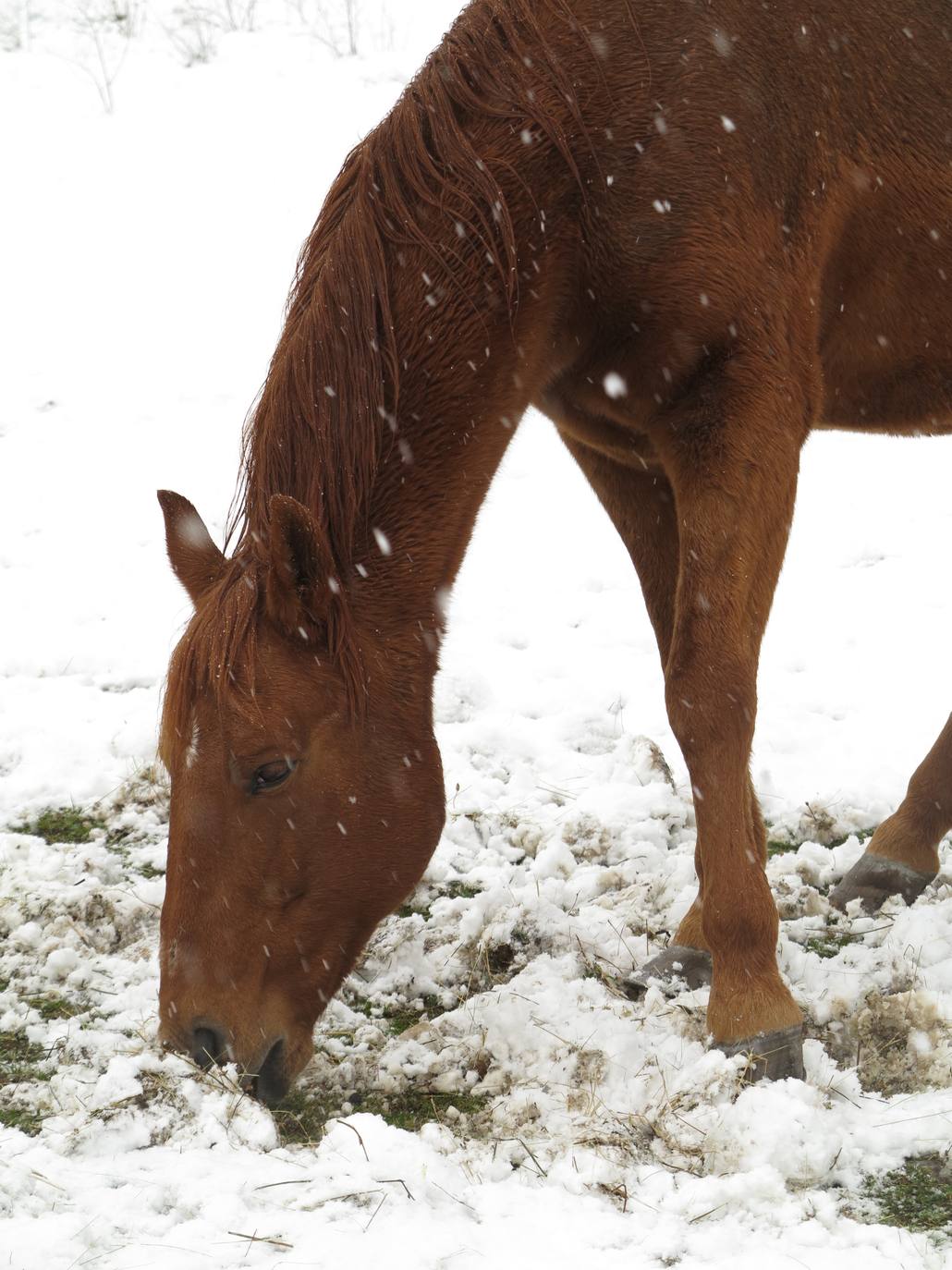 Fotos: Nieve en El Rasillo