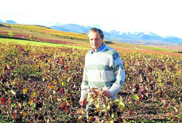 Santiago Olarte, en el viñedo en el que detectó la primera mancha de mildiu