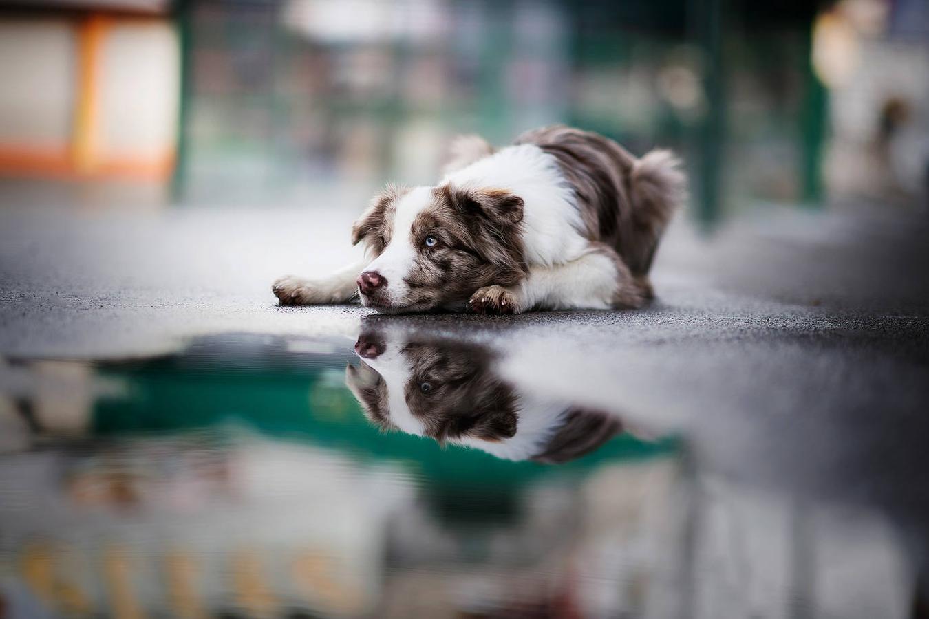 Fotos: Las mejores fotos de perros a través del objetivo de Anne Geier