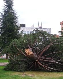 Imagen secundaria 2 - Árboles caídos, rachas de 180 kilómetros por hora: el viento llega con fuerza a La Rioja