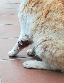 Imagen secundaria 2 - Recogen firmas para evitar la cruzada sonserrana contra los gatos callejeros