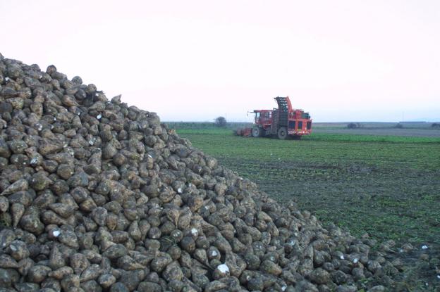 Recogida de remolacha en una finca de La Rioja Alta. :: la rioja