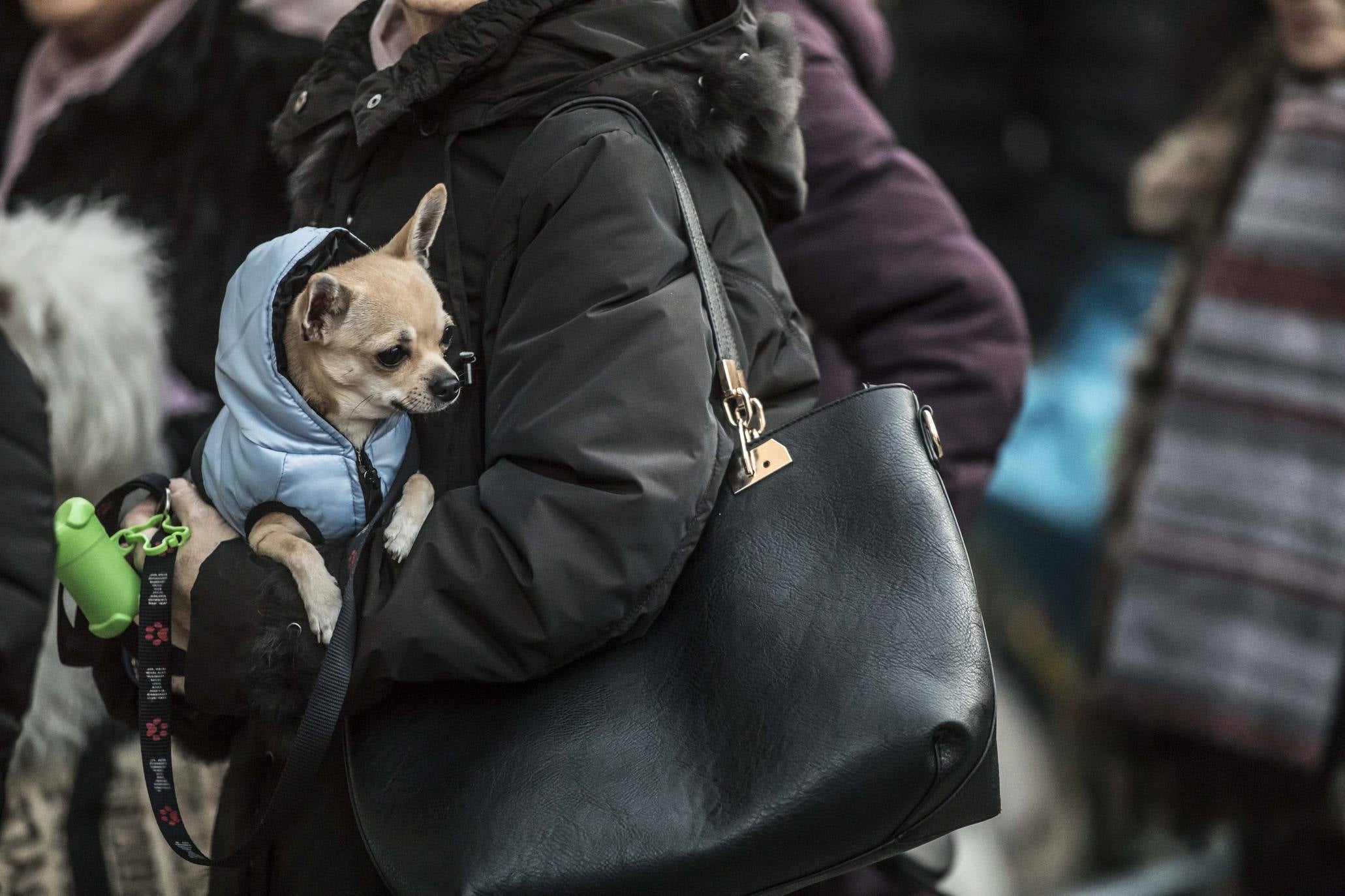 Bendición de los animales en Logroño en el día de San Antón