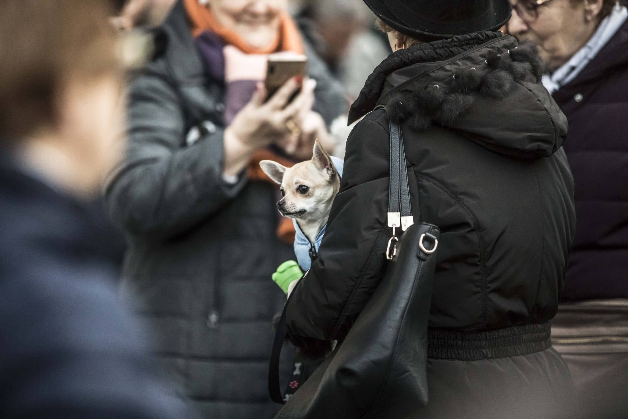 Bendición de los animales en Logroño en el día de San Antón