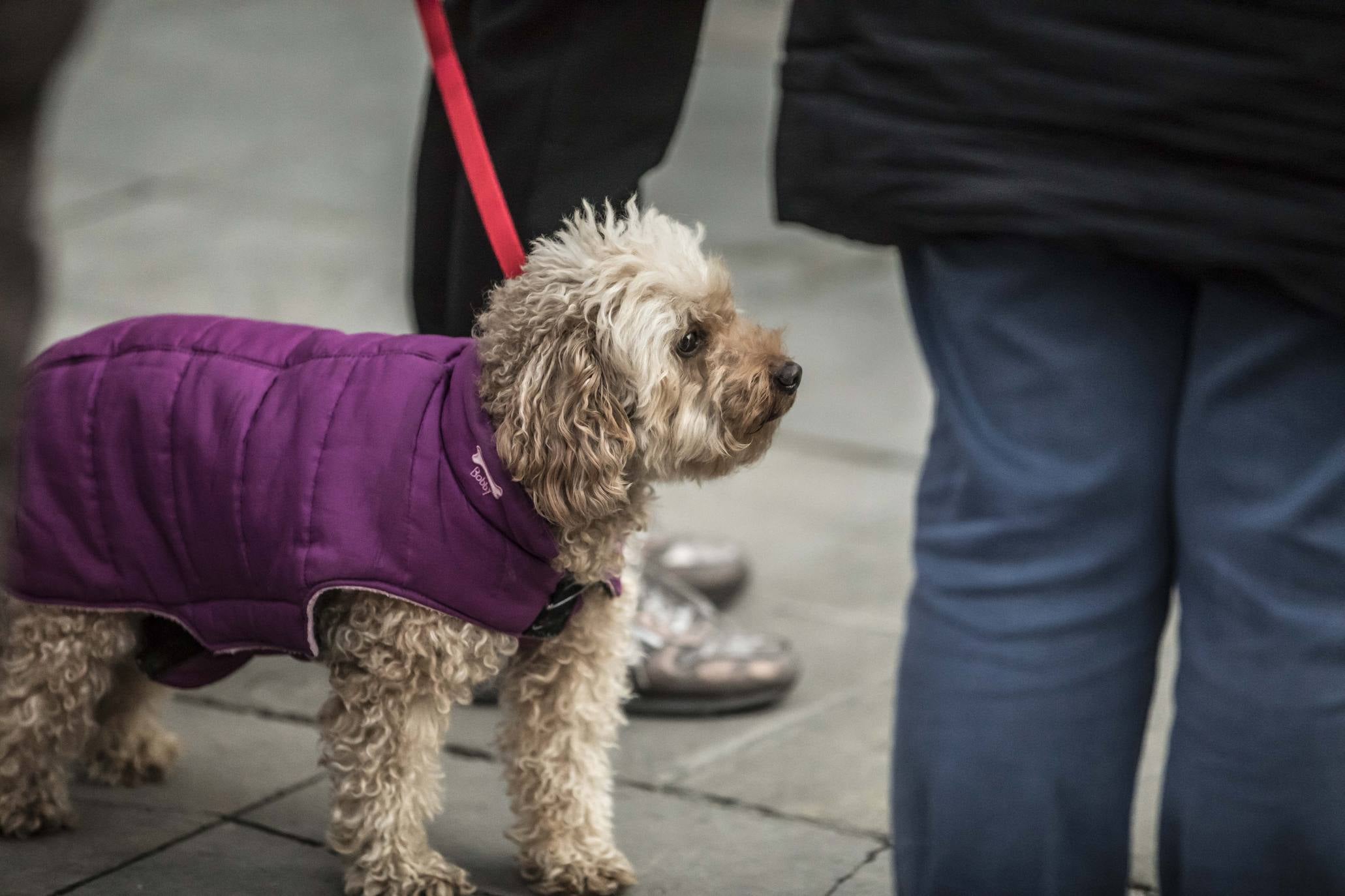 Bendición de los animales en Logroño en el día de San Antón