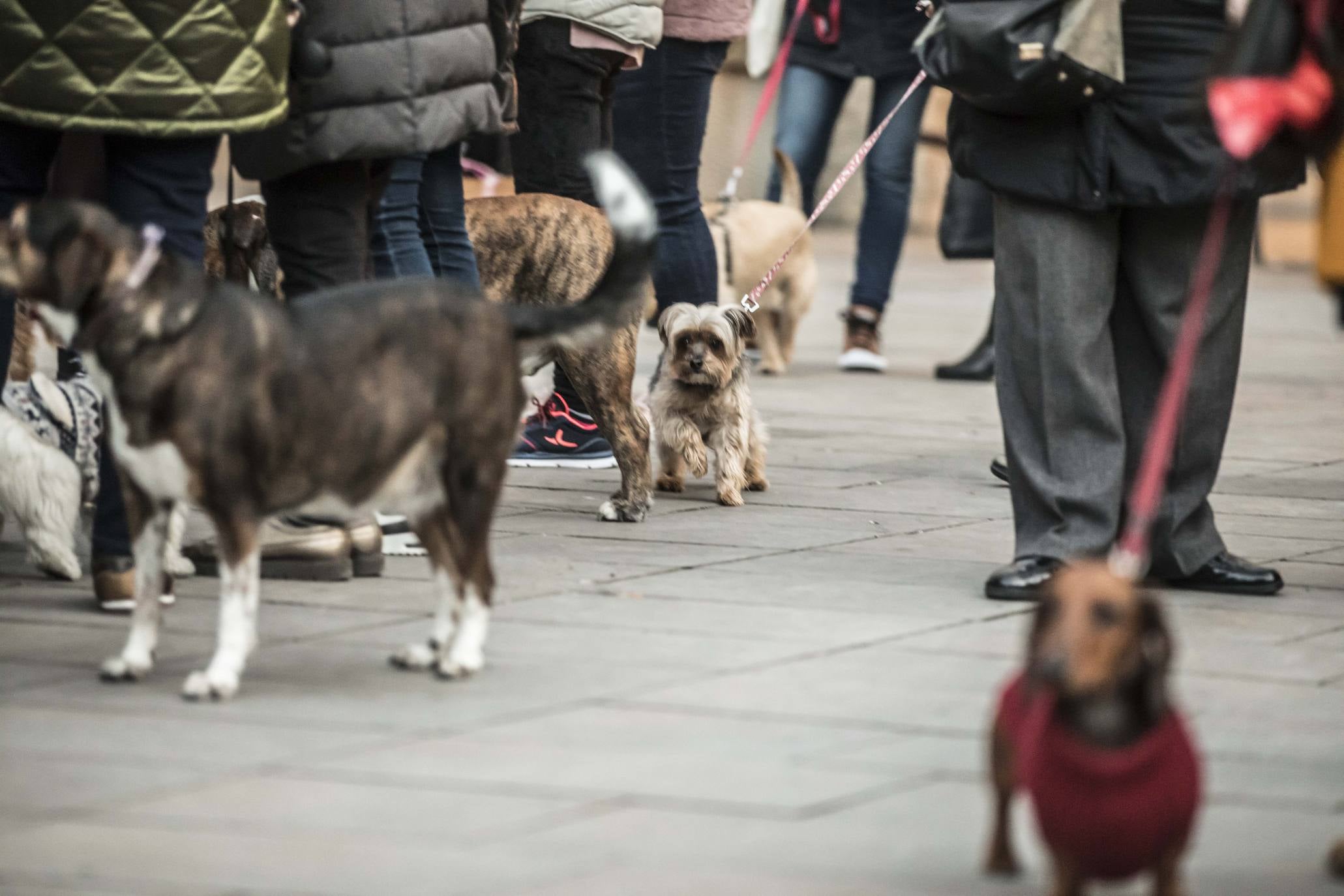 Bendición de los animales en Logroño en el día de San Antón