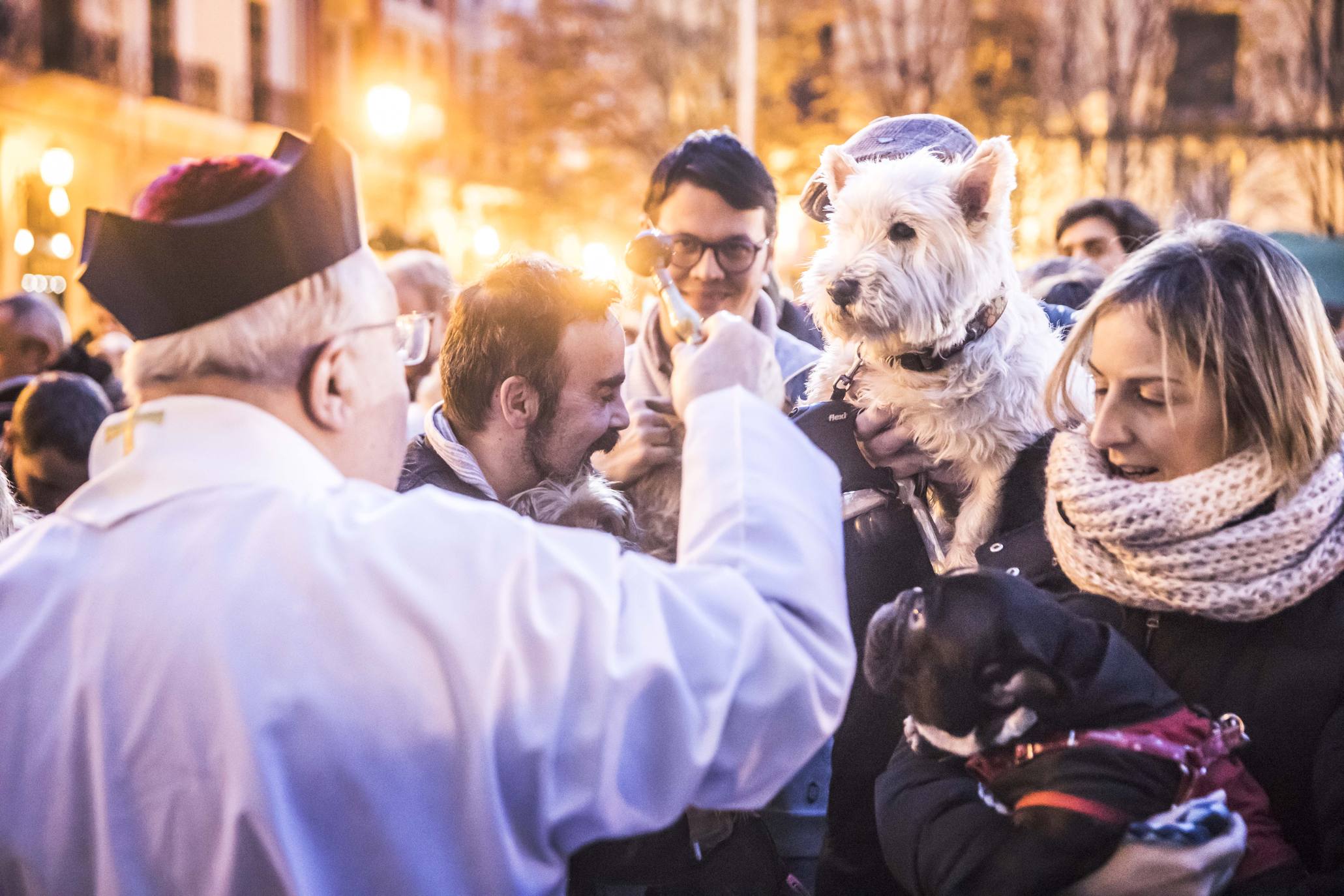 Bendición de los animales en Logroño en el día de San Antón