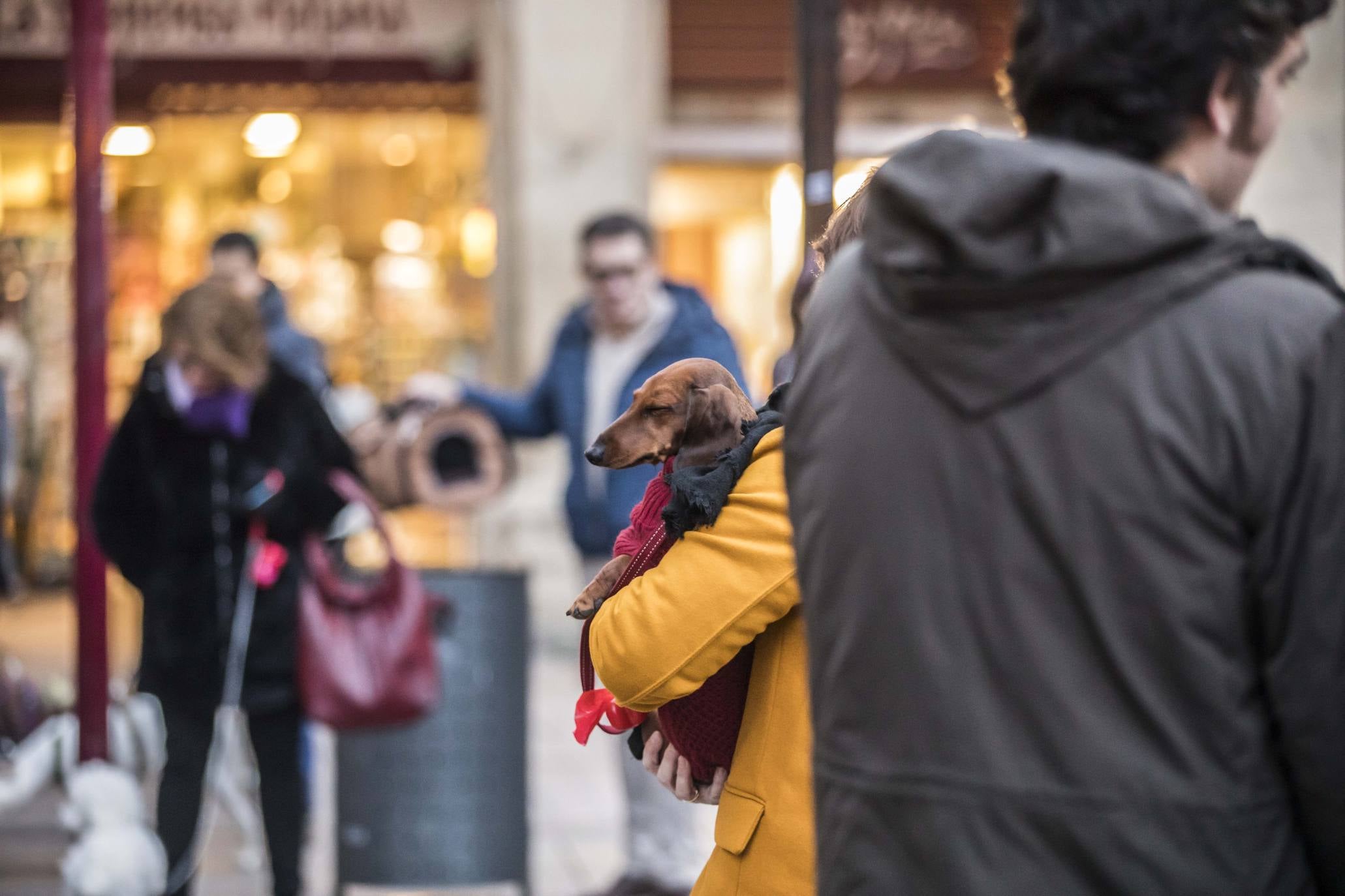 Bendición de los animales en Logroño en el día de San Antón