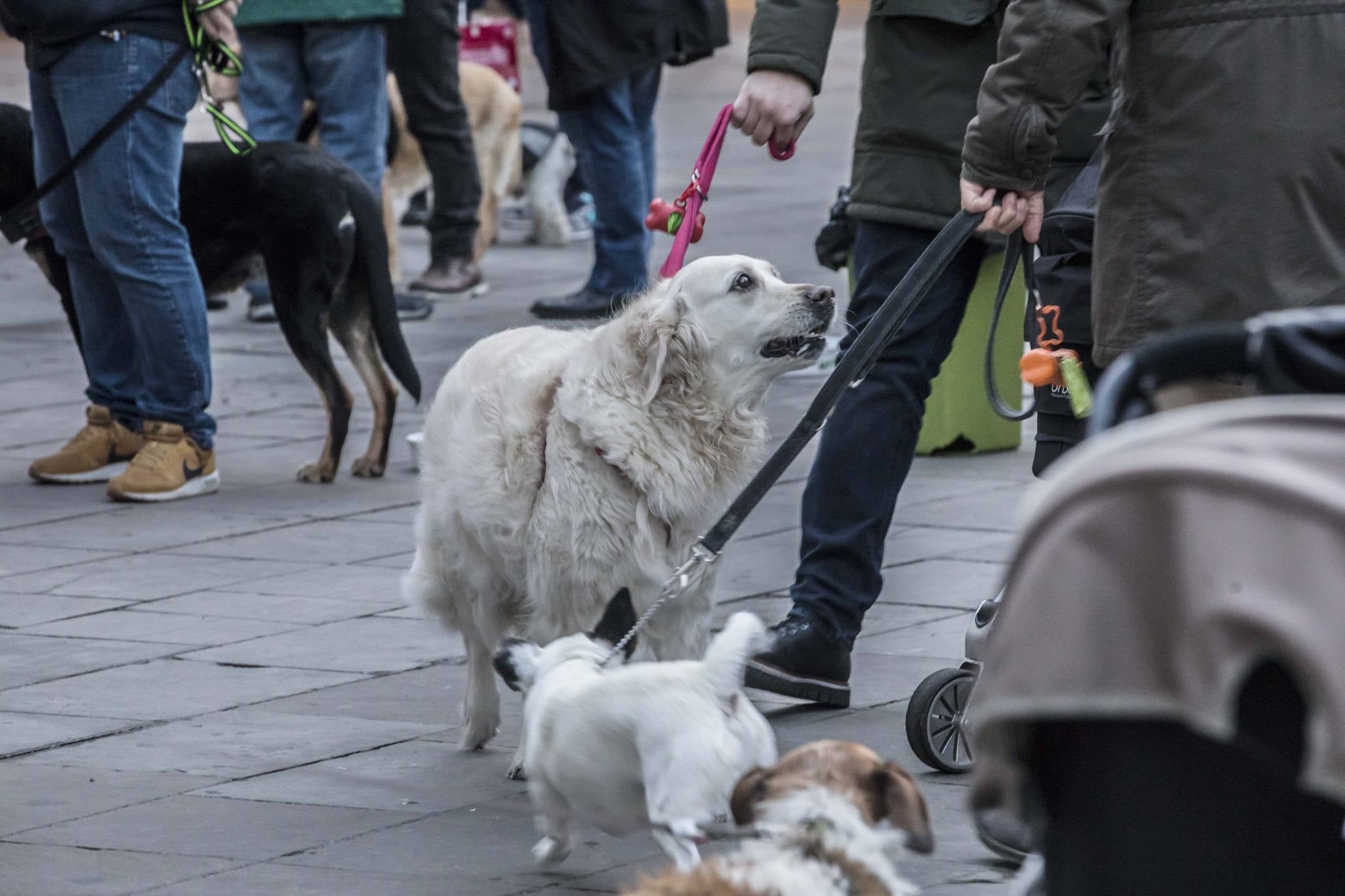 Bendición de los animales en Logroño en el día de San Antón