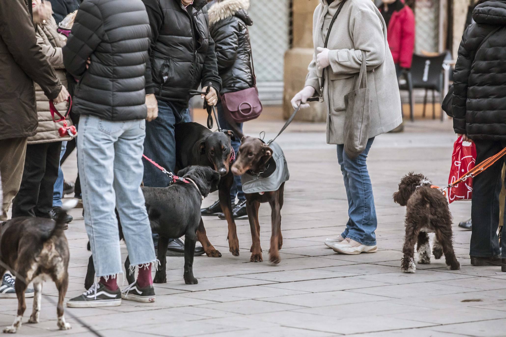 Bendición de los animales en Logroño en el día de San Antón