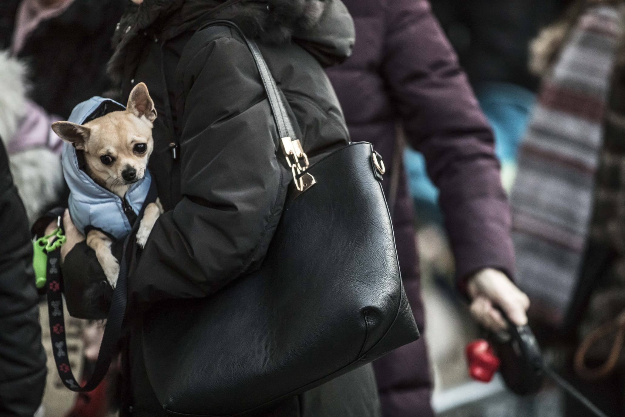 Bendición de los animales en Logroño en el día de San Antón