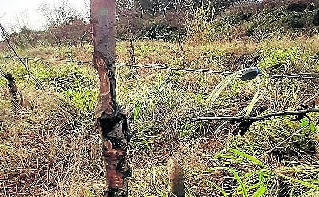 Los castores, los 'últimos' en llegar. 