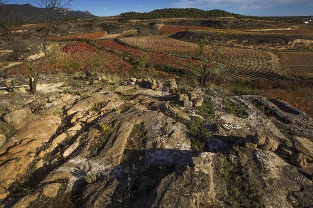 'Viñedos de Álava' pretende que los viñedos que ampare sigan también inscritos en Rioja