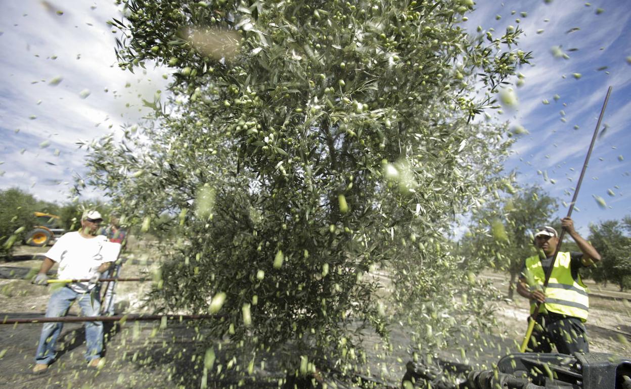 Campaña del olivar en Jaén. 