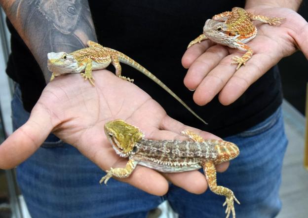 José Manuel Romo muestra algunos ejemplares de reptiles considerados animales exóticos en su tienda Animal Paradise de Logroño. 