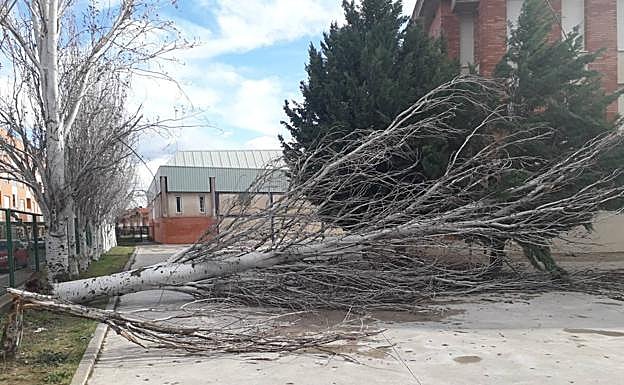 Árbol derribado por el viento en el colegio Aurelio Prudencio de Calahorra