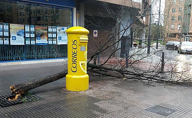 Árbol caído en Chile con Club Deportivo.